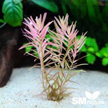 로탈라 인디카 [5촉]