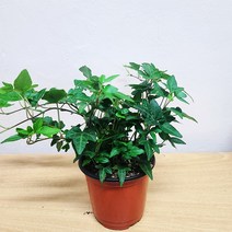 별아이비소품 덩굴식물 행잉플랜트 아이비식물 반려식물