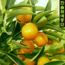 유주나무 실내공기정화식물 결실주, 02. 9치 화분
