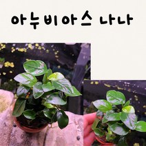 아누비아스 나나 1촉 1벌브 음성수초 초보수초 수중화완료 일반나나, 1포트