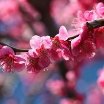 화려한 겹꽃 옥매화, 옥매화 접목 1년생