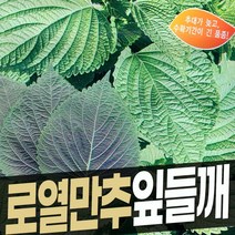 잎들깨씨앗 추대가 늦어 다수확하는 로열만추잎들깨 종자 20g