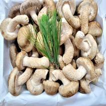 송이향버섯 친환경무농약 선물용, 송향명품1kg