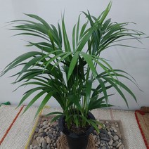 아레카야자 최상급
