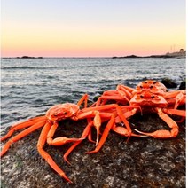 [산지직송] 구룡포 연지홍게 자숙 수율품질보장, 꽉찬 고급 연지홍게 3kg (9~11마리), 1개