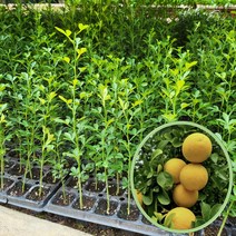 봄바람가든 탱자 실생1년플러그묘 탱자묘목 탱자키우기 과실수 유실수 귤나무, 1개