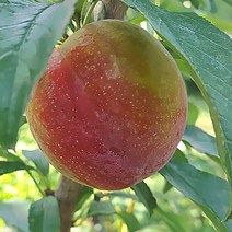 자연농원 추희 (가을자두) 나무 묘목 최소구매2개, 추희나무 중묘