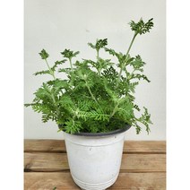 15~25cm 피나타라벤다 라벤더 중품 허브식물 59, 1개