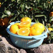 푸른농원 새콤달콤 극조생 제주감귤 5kg/10kg 로얄과/소과/중대과/잼쥬스용/신선/무료배송, 푸른농원 로얄과/소과 5KG