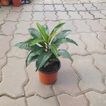 10~30cm 49 만냥금 소품, 1개