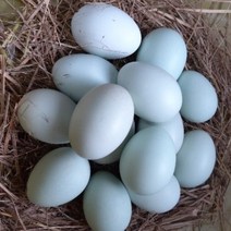 강원고성 자연방사 청란 (초란) 청계알 청계란 유정란 무항생제 난각1번, 초란 20개입