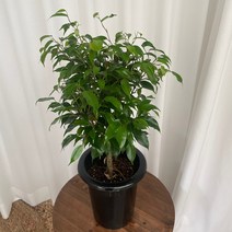벤자민 고무나무 온정원 공기정화식물, 1개