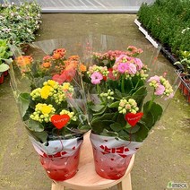 (싹쓰리식물원) 칼란디바 4개묶음-묘목 꽃 공기정화 공기정화식물 미세먼지제거 홈인테리어 인테리어식물