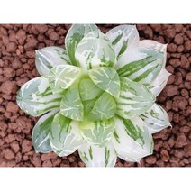 [현천하월시아]하월시아 옵튜샤 금