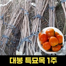 감나무묘목 대봉 묘목 1주 특묘목 대봉감나무, 1개