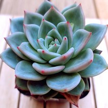 샴페인 키우기 쉬운 자연 예쁜다육70 랜덤발송