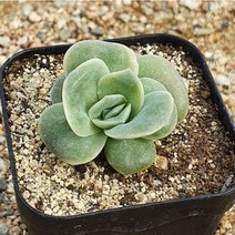 [다육식물]러블리로즈