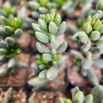 [해뜰다육] 녹란(소) 다육식물 선인장