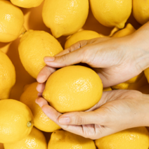 제주레몬 제라몬 생레몬 못난이레몬, 제주레몬 5kg