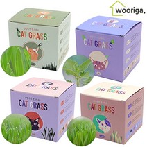 우리가스토리 고양이 캣그라스 고양이풀 미니화분 키우기, 01)귀리싹