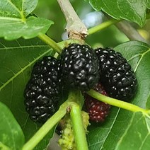 토종오디 5kg 뽕나무열매 오디생과 오디열매 생오디