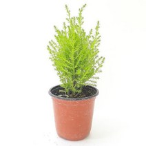 율마(소) 실내공기정화식물 공기청정식물 율마키우기, 상세페이지 참조