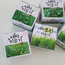 새싹키우기 재배키트 새싹보리 청경채 브로콜리 식물 화분키우기, 랜덤발송, 1개