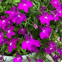 어린모종/로벨리아 레가타 로즈: 8cm분/4개 Q1676