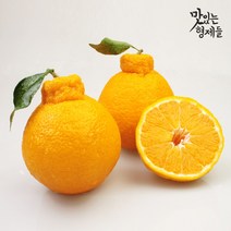 맛있는형제들 제주 한라봉 3kg 5kg 10kg 가정용 명품 선물 세트, 5kg 중과 (16-24과 내외)