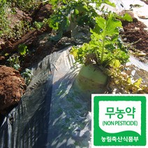 국산 무농약 인증 무우 무/야채수 재료(친환경), 5kg