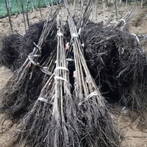 호두나무 2년생 묘목 1주 _ 270399EA, 본상품선택