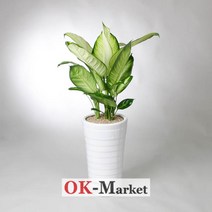 마리안느(소) 관엽식물/공기정화식물/취임/축하/결혼/승진/개업/이사/전시회/스승의날/기념, 특급