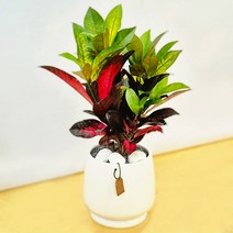 [서울/경기 당일배송] 실내공기 정화식물 아이스톤 크로톤 탁상 개업 인사 승진 축하 가정용 화분, 무료배송지역
