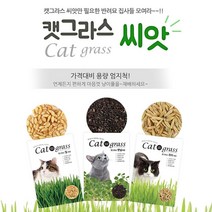 식물키우기 키우기쉬운 고양이풀 캣닢 씨앗, 밀