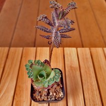 만손초 키우기 쉬운 다육식물 1-20랜덤발송