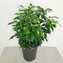 [M9AZ] 벤자민(중) 풍성하게 잘자라는 고무나무 9990001EA, 쿠팡뽀 본상품선택