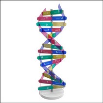 뉴 DNA 입체 모형 만들기(10인용)