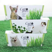 투톤 캣그라스 고양이 헤어볼 소화 촉진 풀 캣닙 꿈쟁이 캣잎 캣글라스 캣닢씨앗 키, 쿠팡 귀리, 쿠팡 본상품선택