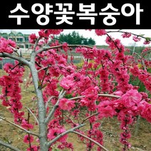 수양꽃복숭아/적색꽃 개화주(분) 나무 묘목 1개/정원/공원/조경수