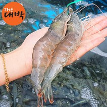 국내산 왕새우 1kg 생물 흰다리새우 제철 대하, 흰다리새우 1kg, 1개
