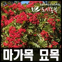 마가목 묘목/실생3년 특묘/키150 cm/10주, 마가목 실생1년 포트묘(10주)