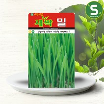 솔림텃밭몰 새싹밀씨앗 30g 새싹밀 새싹채소씨앗 밀씨앗, 1개