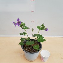 [용이네 화원] 보라색 꽃이 피는 곰보 지손이 150 농원