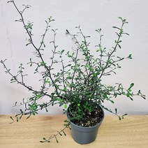 마오리 코로키아 인테리어식물 크로키아 플랜테리어