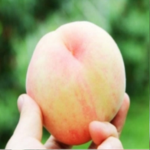 (G소망)복숭아나무묘목(백도 천중도) 접목1년3그루