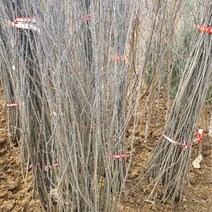 [LY] 아로니아(결실주) 실생3년 묘목 1주 (LY 011033EA ), ＠릴리쿠팡▶ 본상품선택