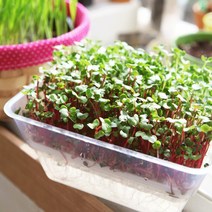 수경새싹재배기 새싹채소키우기 씨앗 보리싹 밀싹 브로콜리 키우기, 26.브로콜리싹300g, 1개