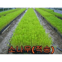 소나무(적송)2년생분묘 10그루 나무 묘목 소나무 적송 조경수