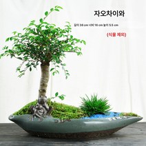 화분 도자기 개성 라지 사이즈 분경 미세경관 분재 녹식녹라 중 가정용, 분재 분지-개구리, 빅, 1개