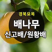 [경북농원] 배나무묘목(신고배/원황배/황금배) 접목 특묘 판매중, 황금배 접목  상묘